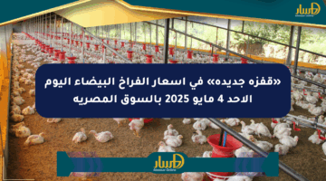 «قفزة جديدة» في أسعار الفراخ البيضاء اليوم الأحد 4 مايو 2025 بالسوق المصرية